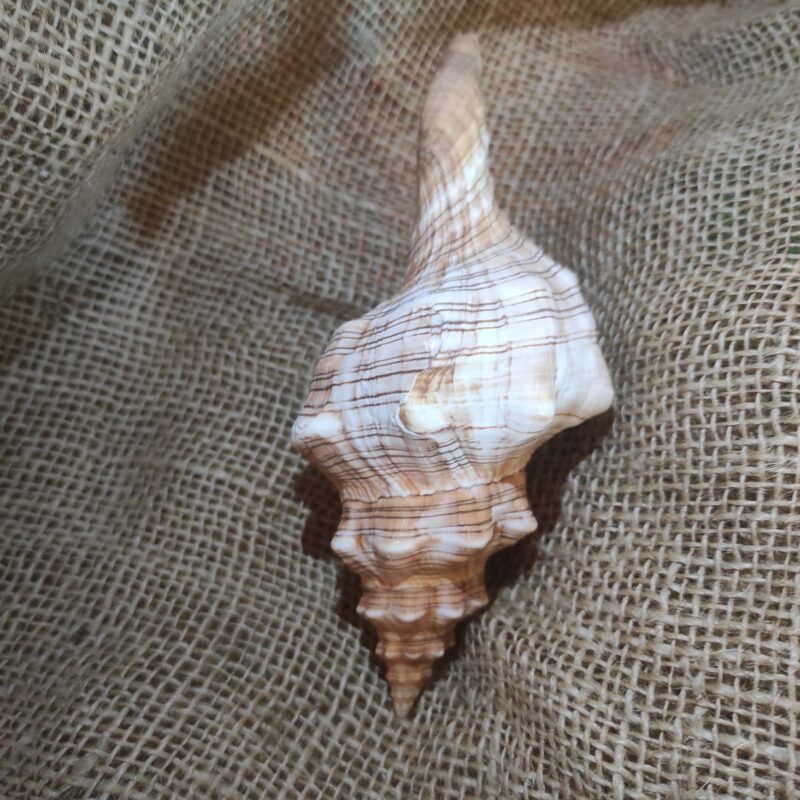 Fasciolaria Trapezium media