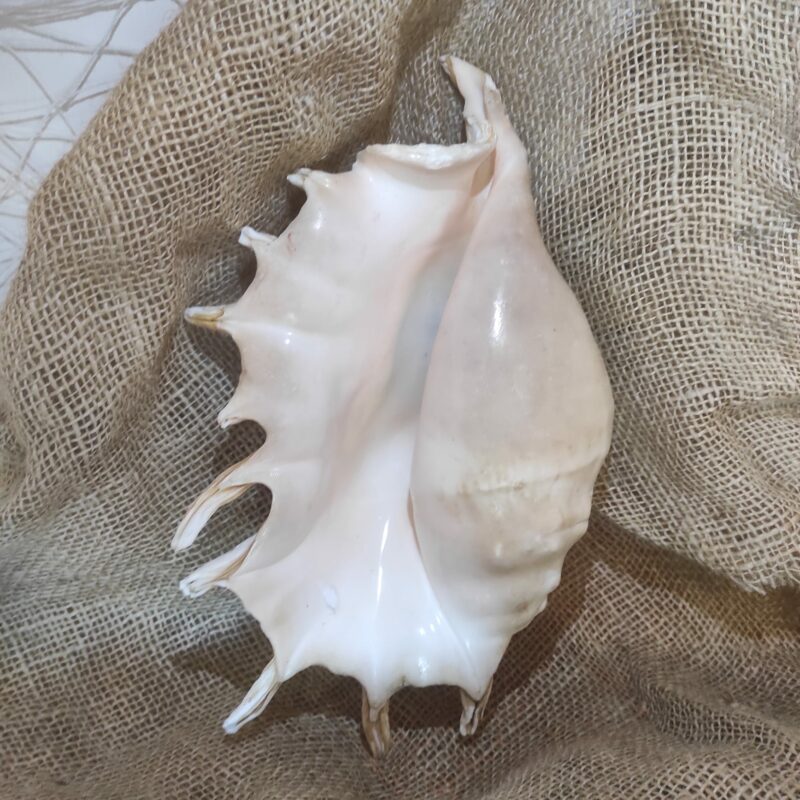 Lambis Truncata