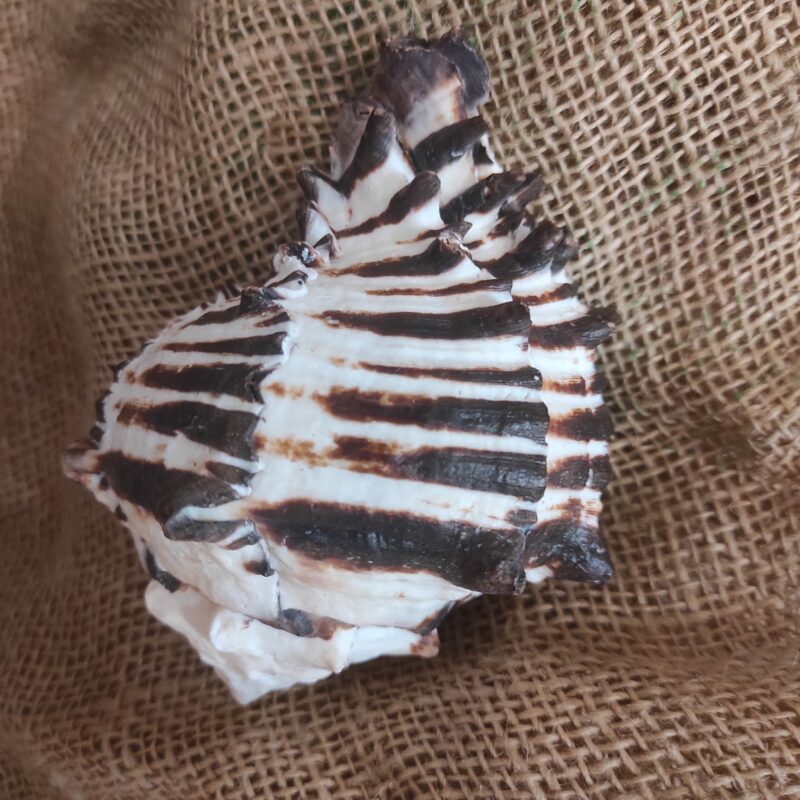 Murex Nigritus