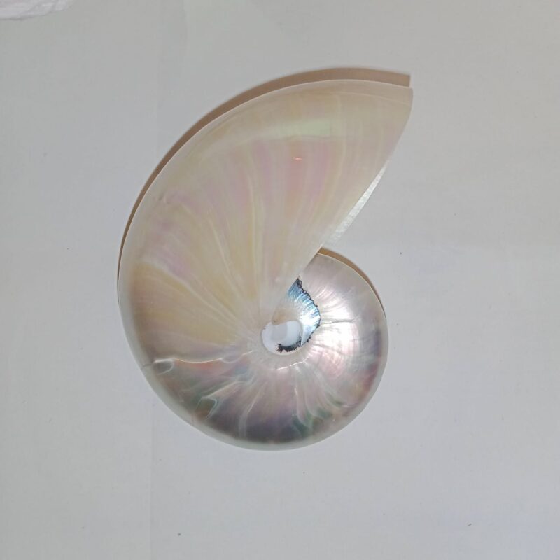Nautilus madreperla